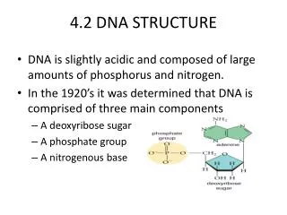 4.2 DNA STRUCTURE