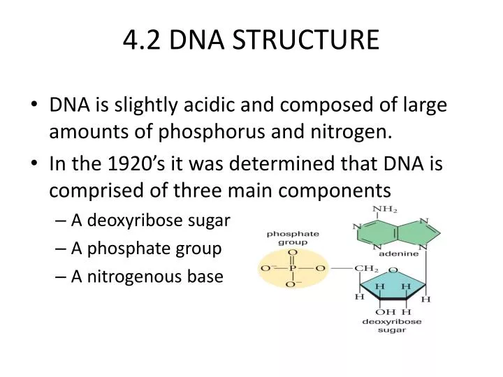 4 2 dna structure