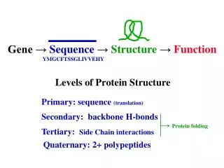 Levels of Protein Structure