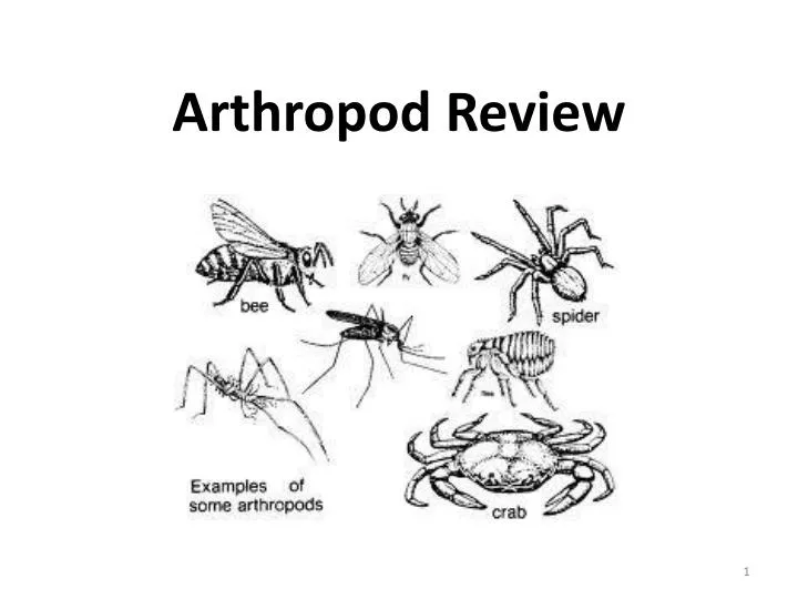 arthropod review