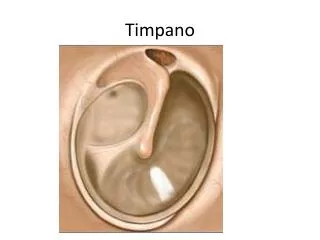timpano