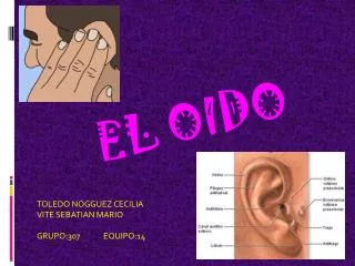 el oido