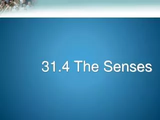 31.4 The Senses