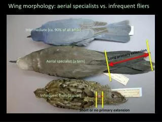 Wing morphology: aerial specialists vs. infrequent fliers