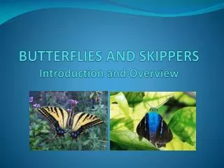 BUTTERFLIES AND SKIPPERS Introduction and Overview