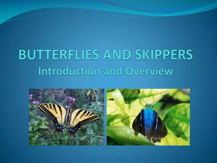 butterflies and skippers introduction and overview