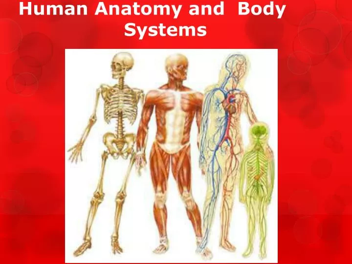 human anatomy and body systems