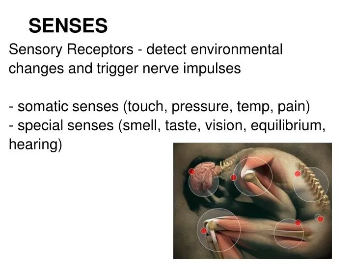 senses