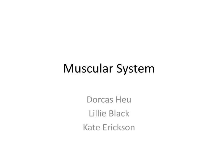 muscular system