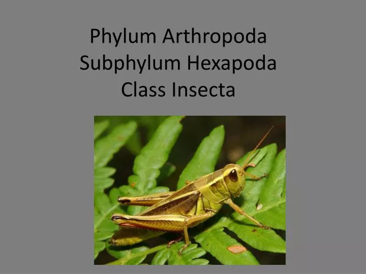 phylum arthropoda subphylum hexapoda class insecta