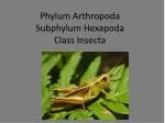 Phylum Arthropoda Subphylum Hexapoda Class Insecta