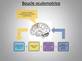 boucle oculomotrice