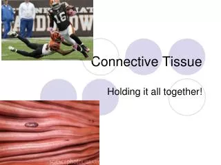 Connective Tissue