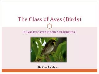 The Class of Aves (Birds)