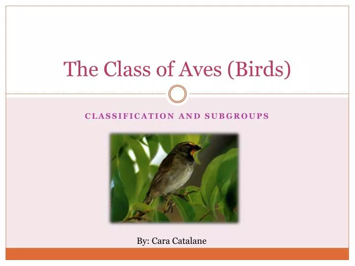 the class of aves birds