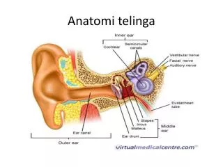 anatomi telinga