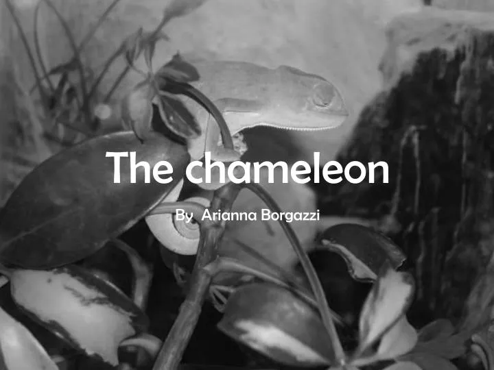 the chameleon