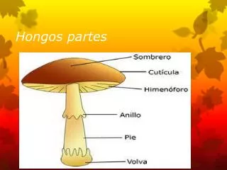 hongos partes