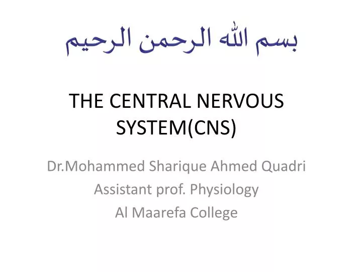 the central nervous system cns
