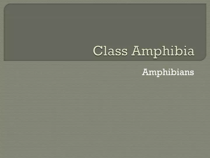 class amphibia