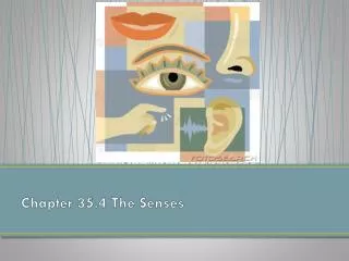 Chapter 35.4 The Senses