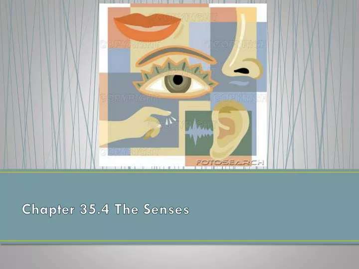 chapter 35 4 the senses