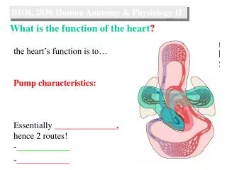 BIOL 2030 Human Anatomy &amp; Physiology II