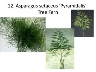 12. Asparagus setaceus ‘ Pyramidalis ’- Tree Fern