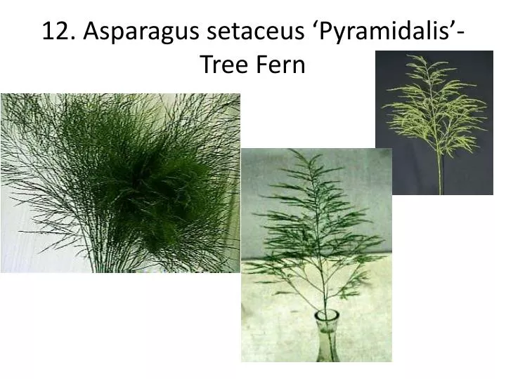 12 asparagus setaceus pyramidalis tree fern