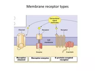 Membrane receptor types