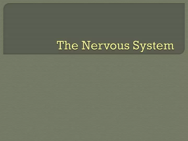 the nervous syste m