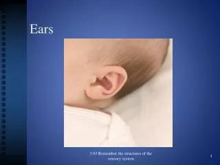 Ears