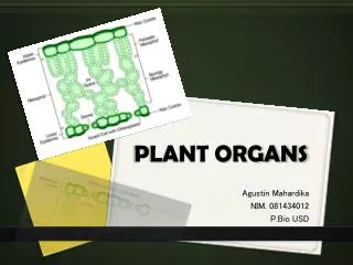 PLANT ORGANS