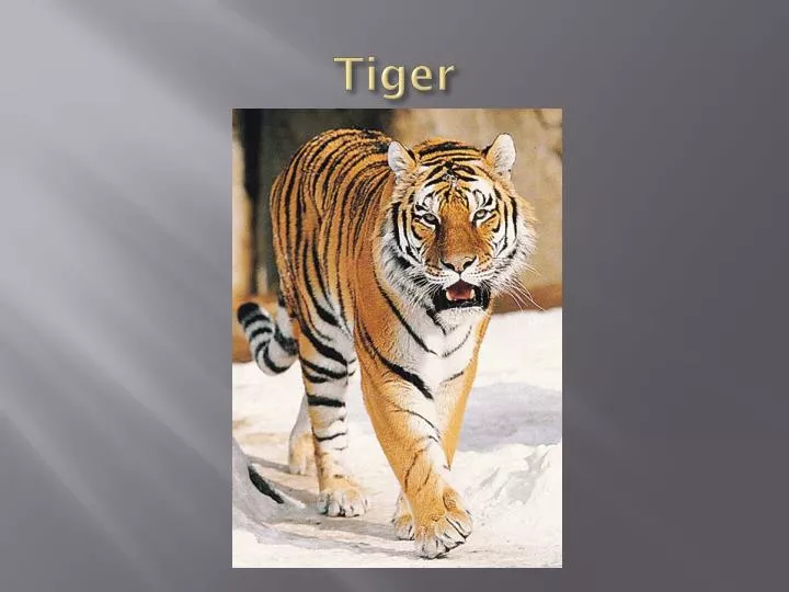 tiger