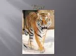 Tiger - slide 1