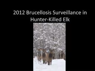 2012 Brucellosis Surveillance in Hunter-Killed Elk