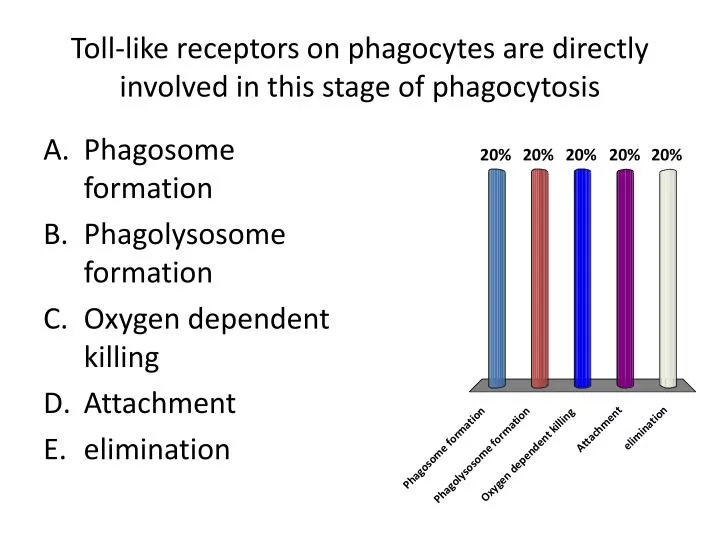 toll like receptors on phagocytes are directly involved in this stage of phagocytosis