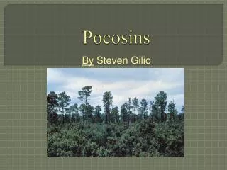 Pocosins