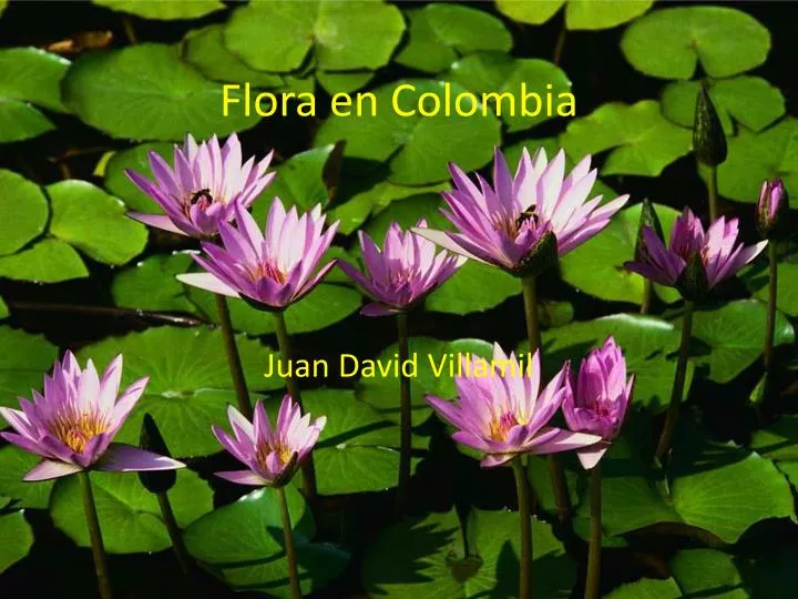 flora en colombia