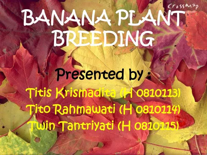 banana plant breeding