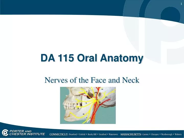 da 115 oral anatomy