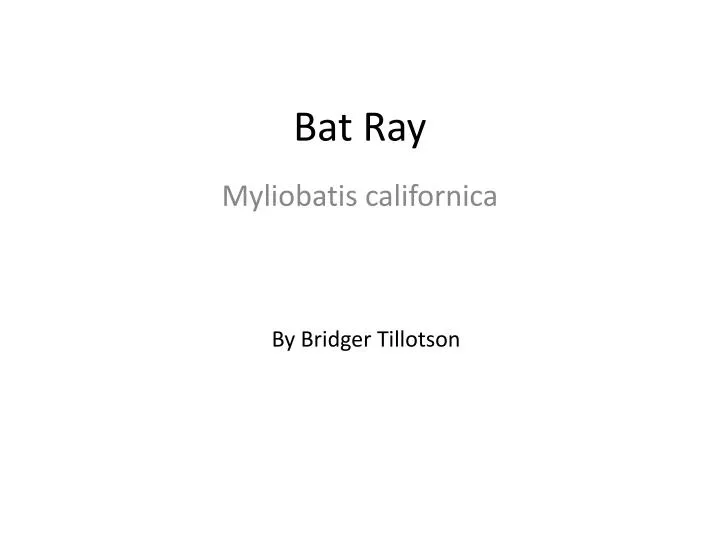bat ray