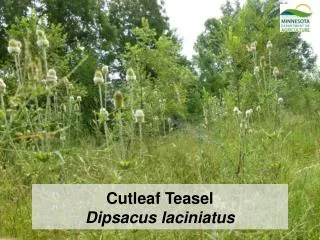 Cutleaf Teasel Dipsacus laciniatus