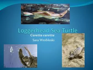 Loggerhead Sea Turtle