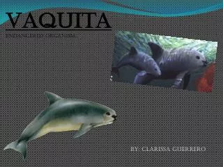 Vaquita Endangered organism