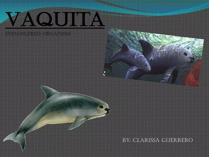 vaquita endangered organism