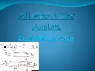All About The Axolotl