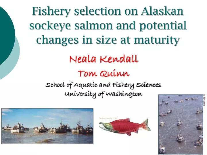 fishery selection on alaskan sockeye salmon and potential changes in size at maturity
