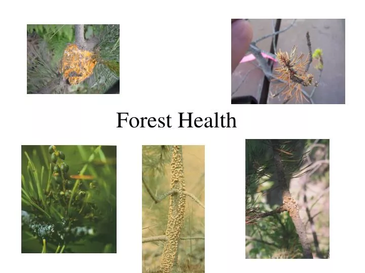 forest health