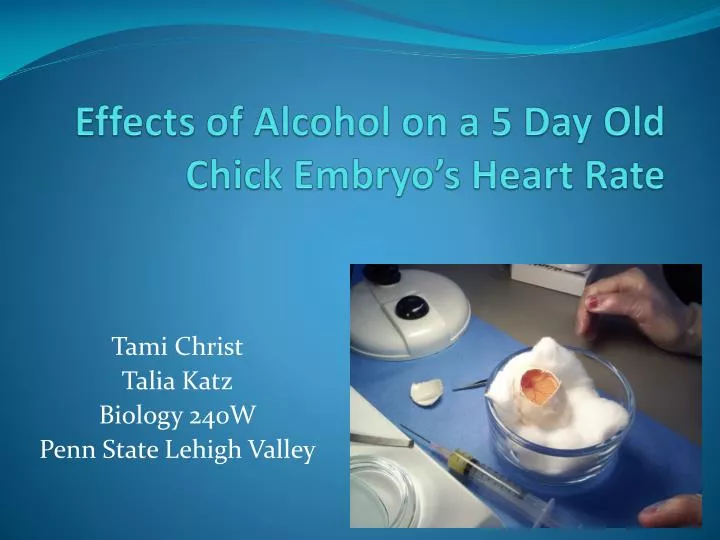 effects of alcohol on a 5 day old chick embryo s heart rate